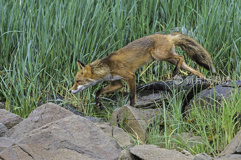 阿拉斯加卡特迈国家公园的库卡克湾，一只名叫Vulpes Vulpes的红狐。